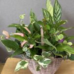 7月14日(月) 「観葉植物のギャザリング」<br>秦野カルチャーセンター