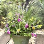 7月26日(土)「寄せ植えギャザリングのフリーレッスン」<br> (木村植物園ガーデン倶楽部)