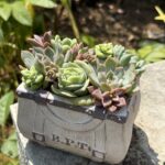 バッグ型の鉢に植えられた多肉植物の寄せ植え