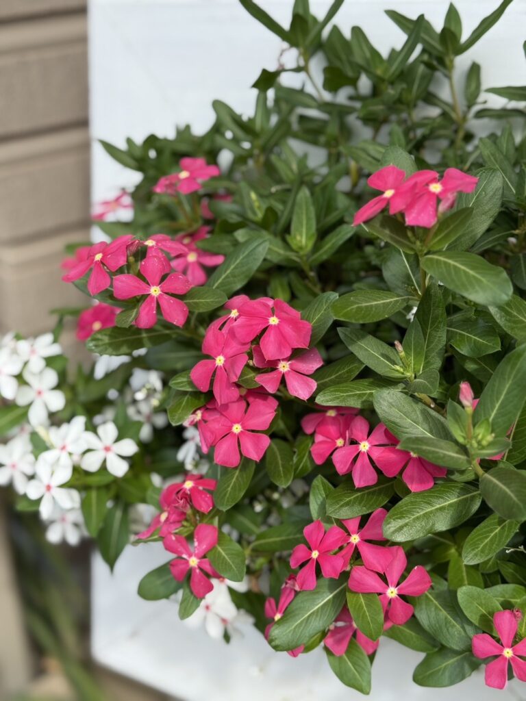 ピンク色のニチニチソウが茂みのように咲き誇る夏の花壇。暑さに負けず元気な花。