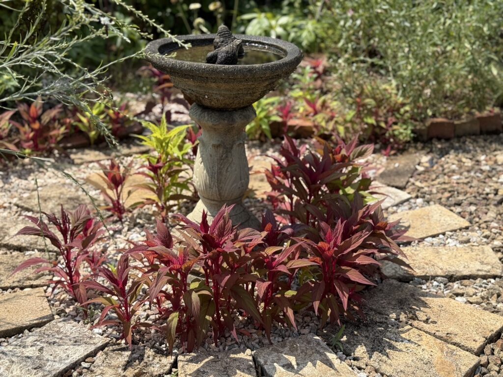 ハゲイトウ「霧島の秋」が放射状に植えられた真夏の庭。赤い葉が印象的な丈夫な観葉植物。