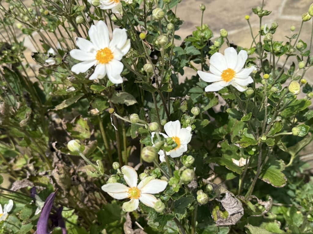 白い花びらに黄色い中心を持つ小さな花が数輪咲いています。周囲にはまだつぼみの状態の丸い蕾が多く、葉は濃い緑色で一部に枯れや茶色い部分が見えます。明るい日差しの下で咲く、素朴で清らかな印象の花です。