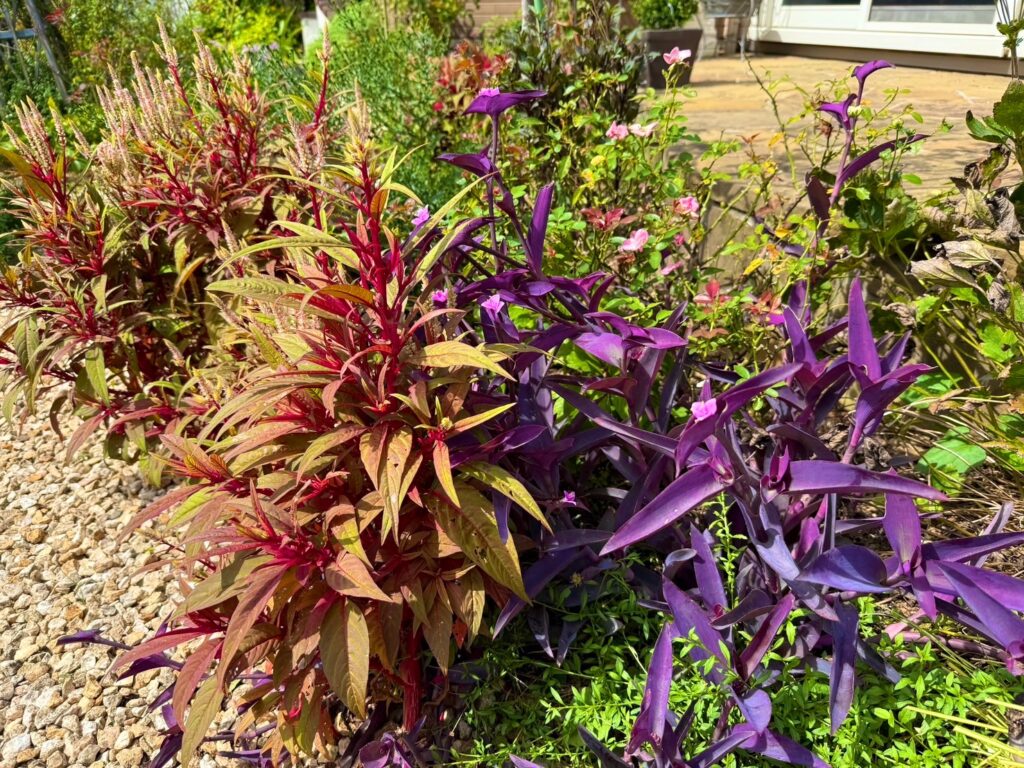 庭の一角に植えられた植物たちの写真です。左側には赤と緑が混ざった細長い葉を持つ草が茂り、先端に淡い穂状の花が伸びています。右側には濃い紫色の葉を広げる植物が群れ、ところどころに小さなピンクの花が咲いています。明るい日差しを浴びて、色の対比が鮮やかに映えています。