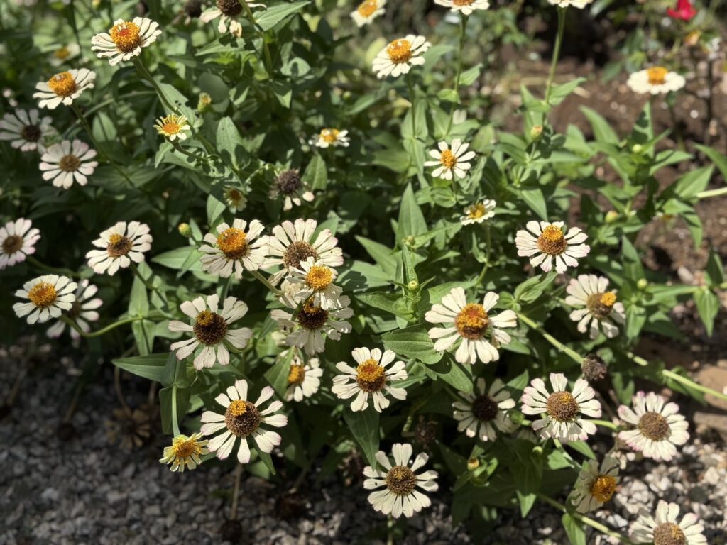 白っぽい花びらに黄色からオレンジ色の中心を持つ小さな花が、群れになって咲いている様子です。花びらは少し薄く、ところどころ色あせたようにも見えます。緑の葉が茂り、背景には土や小石が見え、日差しを浴びて明るく照らされています。