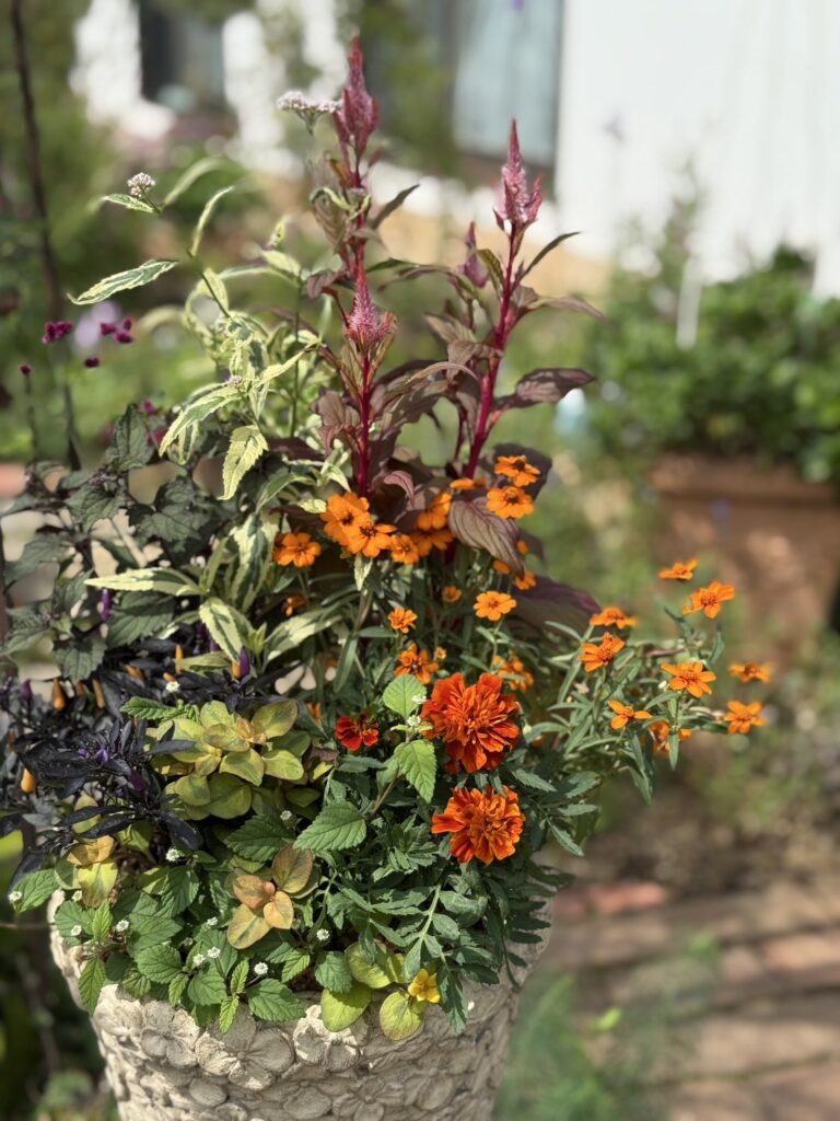 寄せ植えの鉢の写真です。オレンジ色のマリーゴールドが中心に咲き、周囲には赤紫色の背の高いケイトウや、斑入りの葉、黒みがかった葉の植物などが組み合わされています。緑や赤、黄、橙が重なり合い、華やかで立体感のある彩り豊かな寄せ植えになっています。