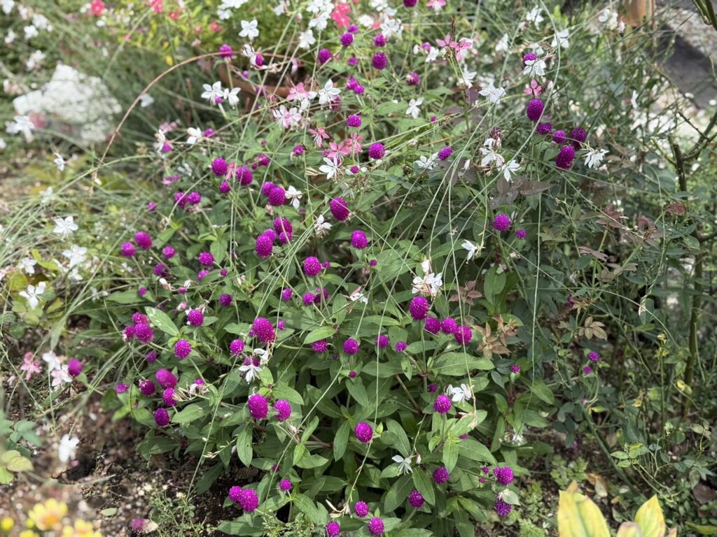 濃い紫色の丸い花がたくさん咲いており、その間を白や淡いピンク色の小さな花がふわりと交じり合っています。緑の葉に囲まれた中で、鮮やかな紫とやさしい白が対照的に映え、にぎやかで華やかな雰囲気の花壇の一角です。