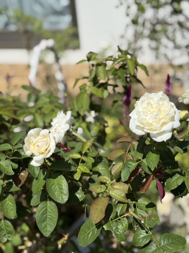 緑の葉の間に、白い大輪のバラが咲いています。花びらは幾重にも重なり、ふんわりとした質感で存在感があります。背景には日差しを浴びた庭の一部が映り、花がひときわ明るく引き立っています。