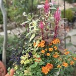 白い鉢に植えられた寄せ植えで、鮮やかなオレンジ色の小花やマリーゴールドが咲き、背の高いピンクのケイトウが華やかに伸びている。濃い紫や黄緑の葉が混ざり合い、色のコントラストが豊か。背景には庭の緑や石畳がぼんやり映り、自然の中に飾られた明るい花々の雰囲気が伝わる。