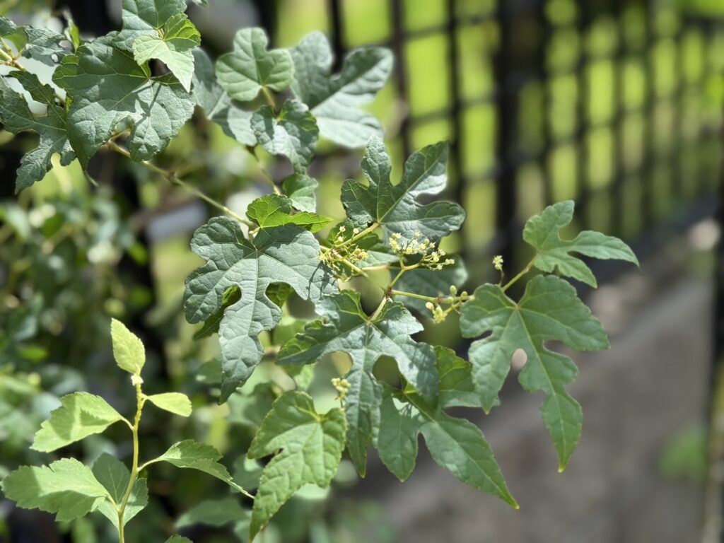 濃い緑色の切れ込みのある葉が伸びたつる植物の写真です。葉の間には小さな黄緑色のつぼみや花が集まって咲き始めています。背景には黒い柵があり、日差しを受けた葉が光って瑞々しく見えます。