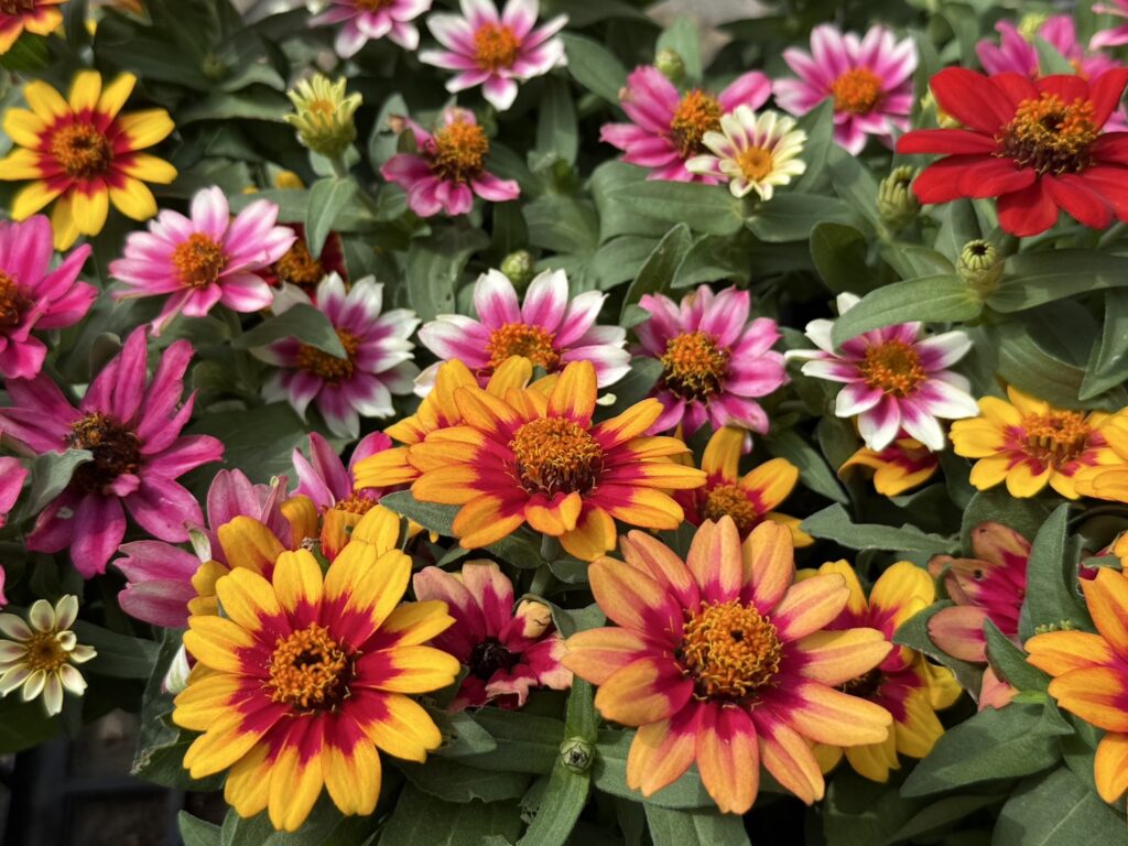 黄色やオレンジ、赤、ピンクなど鮮やかな色合いのジニアの花が群れ咲いている様子です。花びらは放射状に広がり、中央は濃いオレンジ色。周囲の緑の葉と鮮烈な色の対比が華やかで、にぎやかな雰囲気を感じさせます。