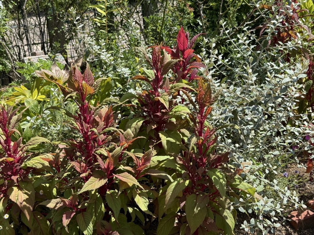 赤と緑の葉が混ざり合い、上に向かって伸びるケイトウの植物が目立っています。葉の中心や新芽は鮮やかな赤色で、周囲の葉は緑がかった色合いです。背景には銀色がかった葉の植物や他の緑が茂り、日差しを受けて鮮やかに映えています。