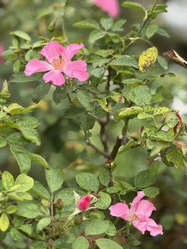淡いピンクのバラが咲く庭。白い建物を背景にした穏やかなガーデンの風景