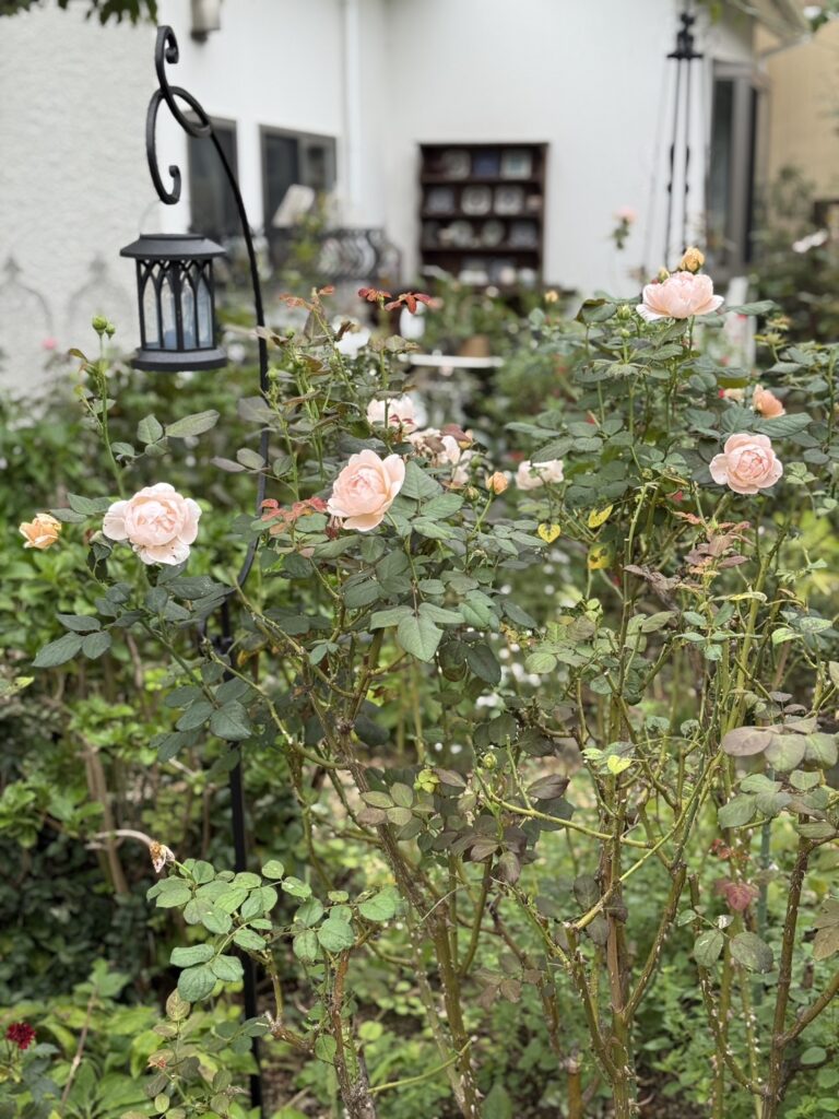 柔らかなピンク色のバラの花。咲き始めの蕾とともに優しく開く姿