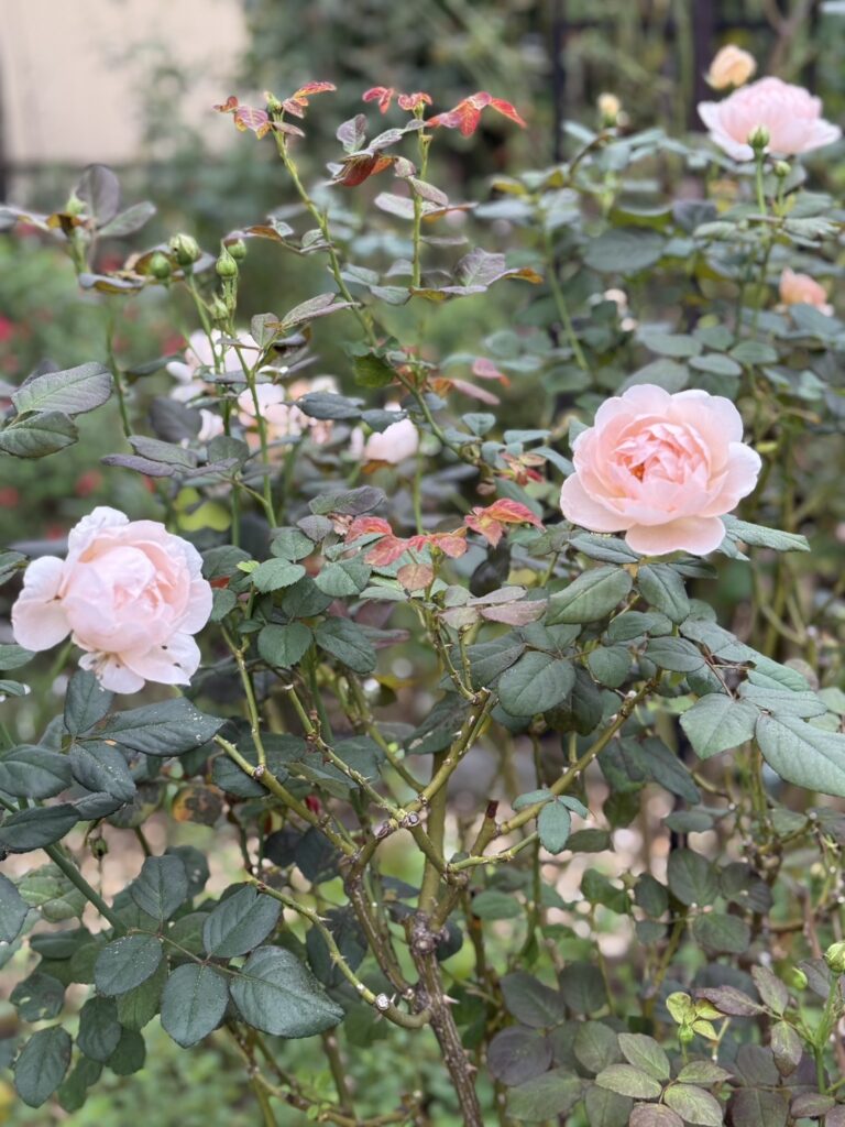 ピンクの一重咲きバラが咲く庭。花びらに雨のしずくが残る