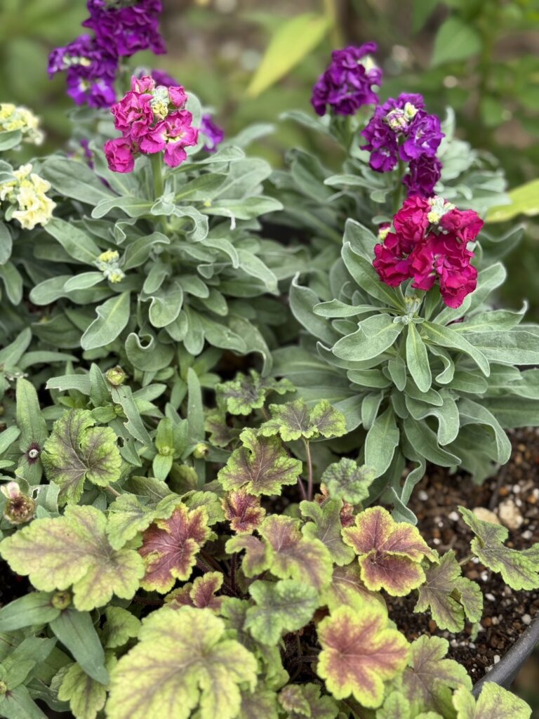 ピンクや紫のストックとヒューケラの寄せ植え。秋の彩りが美しいコンテナ