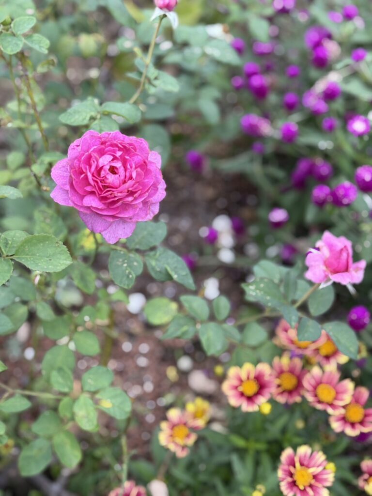 秋の庭に咲く深紅のダリアとバラ。落ち着いたトーンが秋の光に映える。