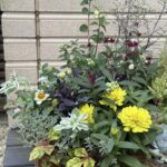 編みかごに植えられた寄せ植えの写真です。明るい黄色のジニアを中心に、白い花や緑と白の斑入り葉、紫がかった葉、赤紫色の小花などがバランスよく組み合わされています。背景はベージュのブロック塀で、植物の色が引き立っています。全体的に華やかでありながら落ち着いた雰囲気のアレンジメントです。