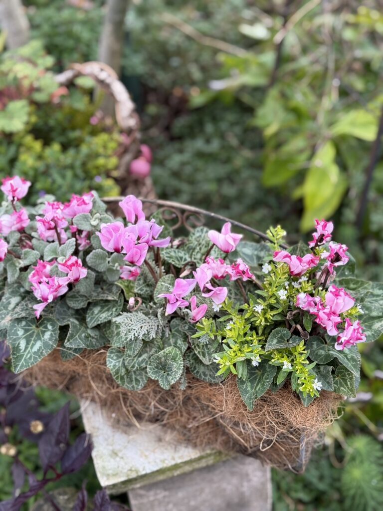 ピンクのシクラメンを中心にした寄せ植えが、ココナッツファイバーの入ったかごにこんもりと植えられている。葉の模様が美しく、白や黄緑の小花が彩りを添える。背景には柔らかな緑の庭が広がり、穏やかな自然の雰囲気が感じられる。