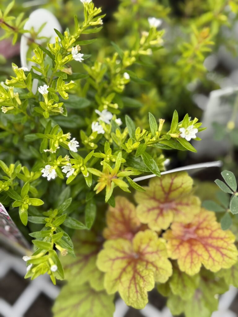 細かな白い花を咲かせる明るい緑のリーフと、黄緑〜赤みのグラデーションが美しい葉の組み合わせ。寄せ植えの中で色と質感の対比が映えている様子。