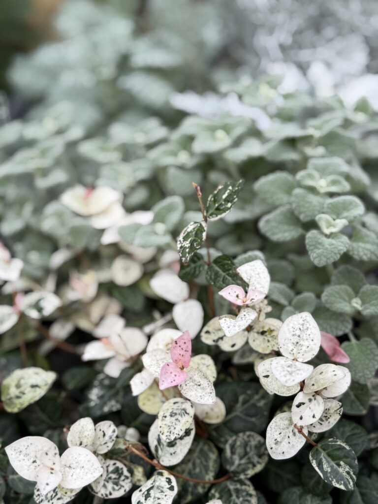 斑入りの白〜淡いピンクの葉が連なるハツユキカズラと、背景のふんわりとしたシルバーリーフ。柔らかな色調のコントラストが心地よい植物の配置。