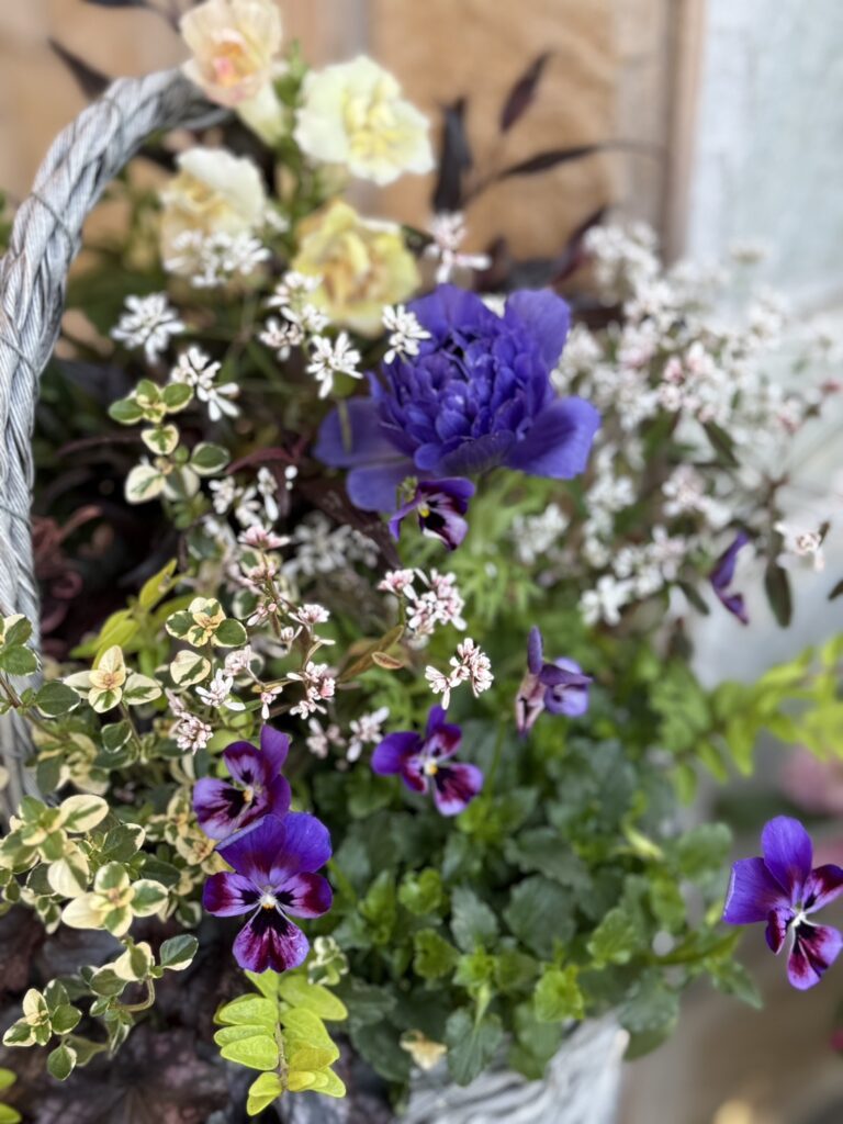 紫のラナンキュラスやビオラ、白い小花、淡いクリーム色の花がバスケットに寄せ植えされ、豊かな色彩と立体感が広がっているアレンジメント。