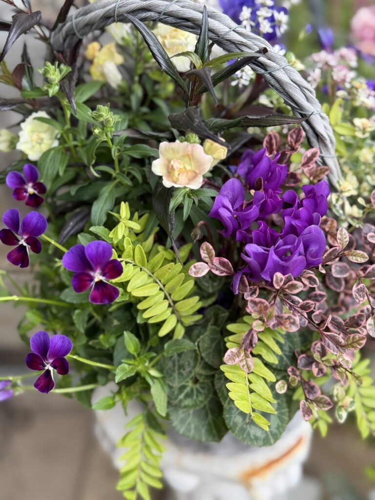 紫のラナンキュラスやビオラ、白い小花、淡いクリーム色の花がバスケットに寄せ植えされ、豊かな色彩と立体感が広がっているアレンジメント。