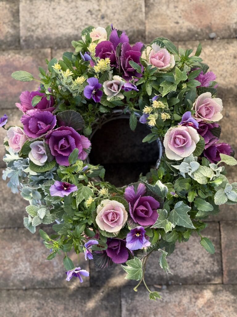 淡いピンクと紫の ornamental cabbage（葉ボタン）とパンジーが輪の形に寄せ植えられたリース。緑の葉やシルバーリーフが彩りを添え、全体がふんわりと丸く広がっている。背景は少し古びたレンガ調の地面で、落ち着いた雰囲気の中に鮮やかな花色が浮かび上がって見える。