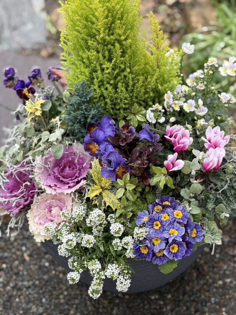 黒い丸鉢に寄せ植えされた花と植物。中央に明るい黄緑色の細かな葉の低木が立ち、周囲に紫や青のパンジー、ピンクのシクラメン、紫がかった葉ボタン、小さな白い花が咲いている。全体に色とりどりで、冬から春にかけての落ち着いた華やかさがある寄せ植え。