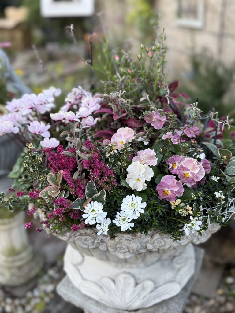アンティーク調の白い大きな植木鉢に、淡いピンクの花や白い小花、濃いピンクの房状の花などがこんもりと寄せ植えされている様子。葉の色も緑や斑入り、赤みのあるものが混ざり、全体がふんわり華やかな雰囲気にまとめられている。背景はぼかされ、庭の一角のように見える。