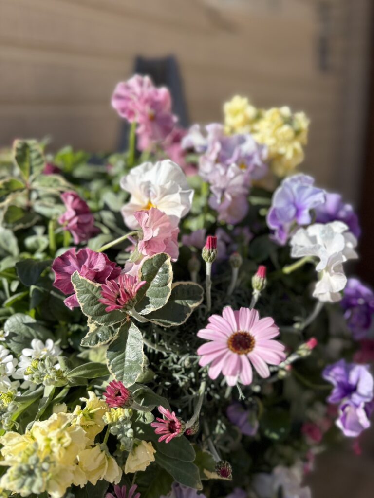 淡い日差しの中で咲く、春の寄せ植えのクローズアップ。中央にはオステオスペルマムと思われる淡いピンクの花が一輪はっきり見え、周囲には白や紫、淡い黄色のパンジー（またはビオラ）が重なり合うように咲いている。下のほうには小さな白いアリッサム、黄色の房状の花はストックのように見える。斑入りの葉やつぼみも混ざり、全体にやわらかく華やかな春の雰囲気が伝わる。