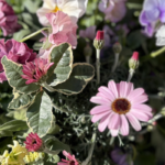淡い日差しの中で咲く、春の寄せ植えのクローズアップ。中央にはオステオスペルマムと思われる淡いピンクの花が一輪はっきり見え、周囲には白や紫、淡い黄色のパンジー（またはビオラ）が重なり合うように咲いている。下のほうには小さな白いアリッサム、黄色の房状の花はストックのように見える。斑入りの葉やつぼみも混ざり、全体にやわらかく華やかな春の雰囲気が伝わる。