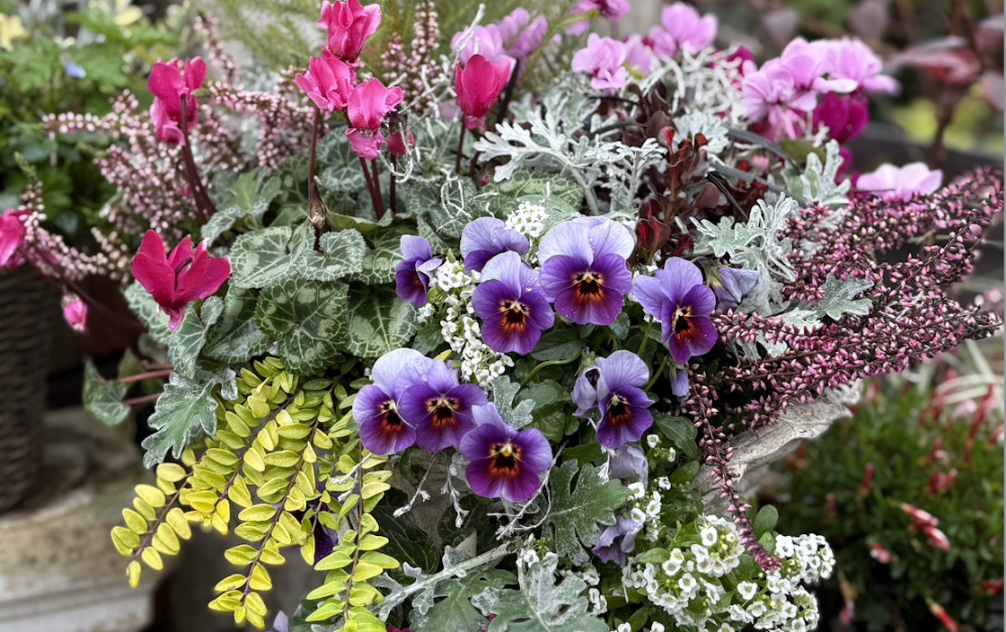 2月28日（土）寄せ植えギャザリングフリーレッスン | 神奈川県厚木市の