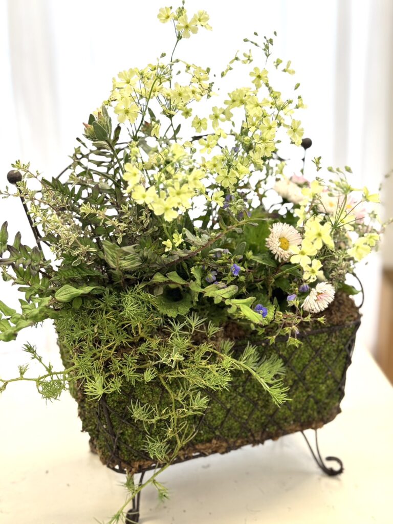 淡い黄色の小花と繊細なグリーンを組み合わせたナチュラルな寄せ植え。アイアン製のバスケットにふんわりと植え込まれ、春のやさしい雰囲気を演出している。