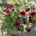 深みのある赤い花を中心に、小さな黄色の花や斑入りのグリーンを合わせた華やかな寄せ植え。自然光の中で立体感のあるバスケットアレンジが美しく映えている。