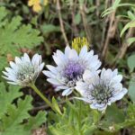 淡いグレーがかった白い花びらと紫の中心が美しいオステオスペルマム。半八重咲きの繊細な花が庭のグリーンの中で静かに咲いている。