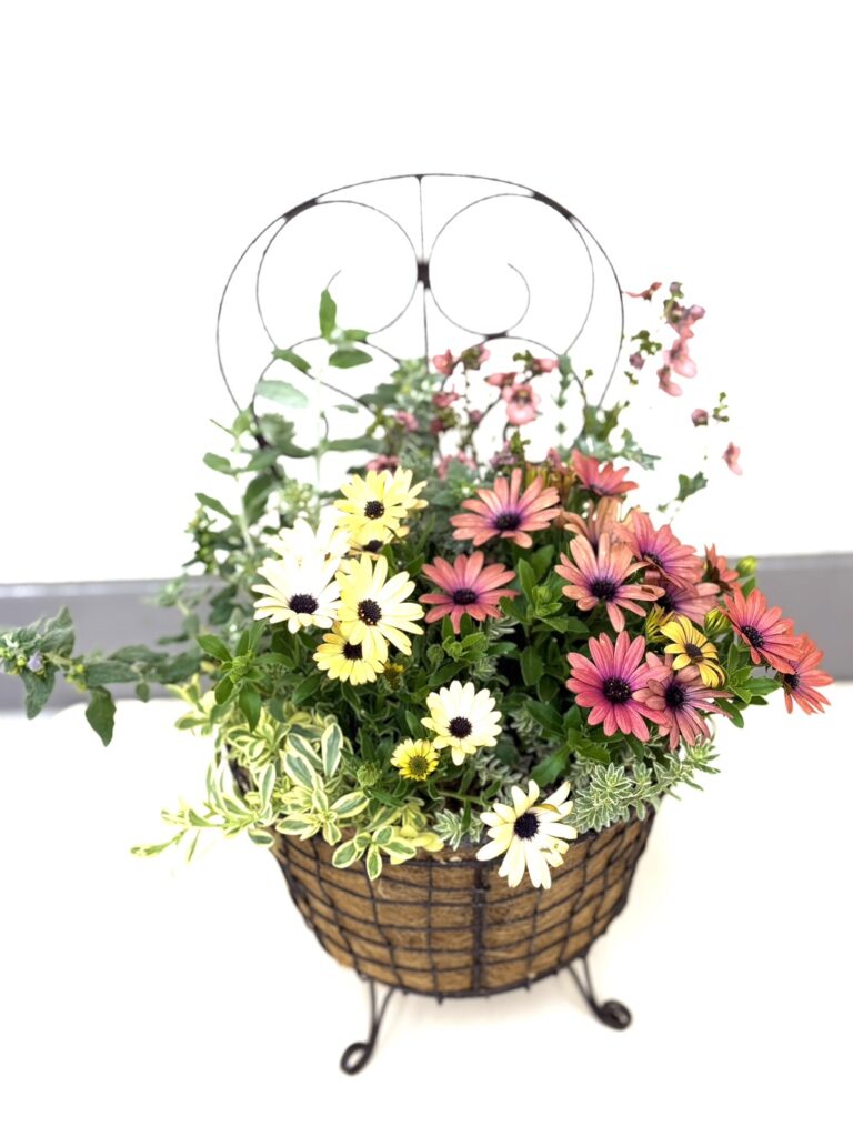 黄色・白・オレンジピンクのオステオスペルマムを中心にした華やかな寄せ植え。アイアンスタンド付きのバスケットに季節のグリーンとともにふんわりと植え込まれている。