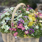 春の花々を重ねて仕立てたギャザリングの寄せ植え。白・ピンク・黄色の小花が籠いっぱいに咲き、奥行きのある華やかな景色をつくっている。