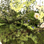 淡い黄色の小花と繊細なグリーンを組み合わせたナチュラルな寄せ植え。アイアン製のバスケットにふんわりと植え込まれ、春のやさしい雰囲気を演出している。