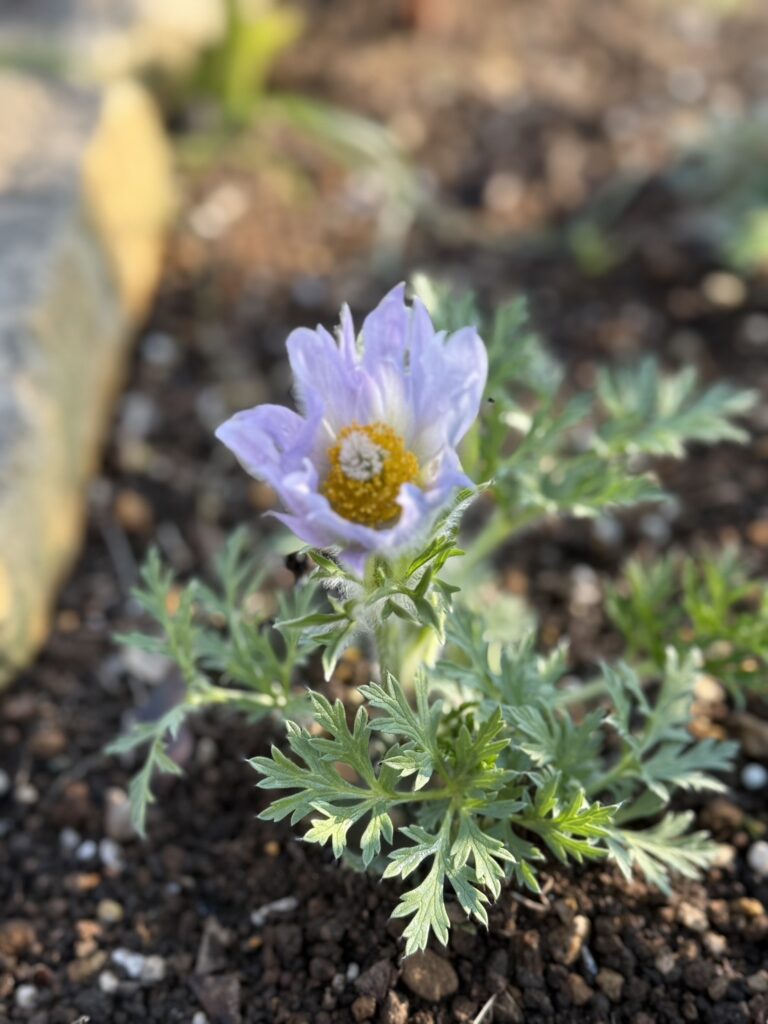 庭の土の中から咲いた淡い紫色のオキナグサの花。黄色い中心と細かく切れ込んだ葉が見える春の花。