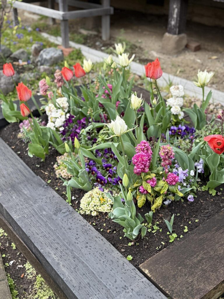 木枠の花壇に植えられた赤や白のチューリップと色とりどりの春の花々