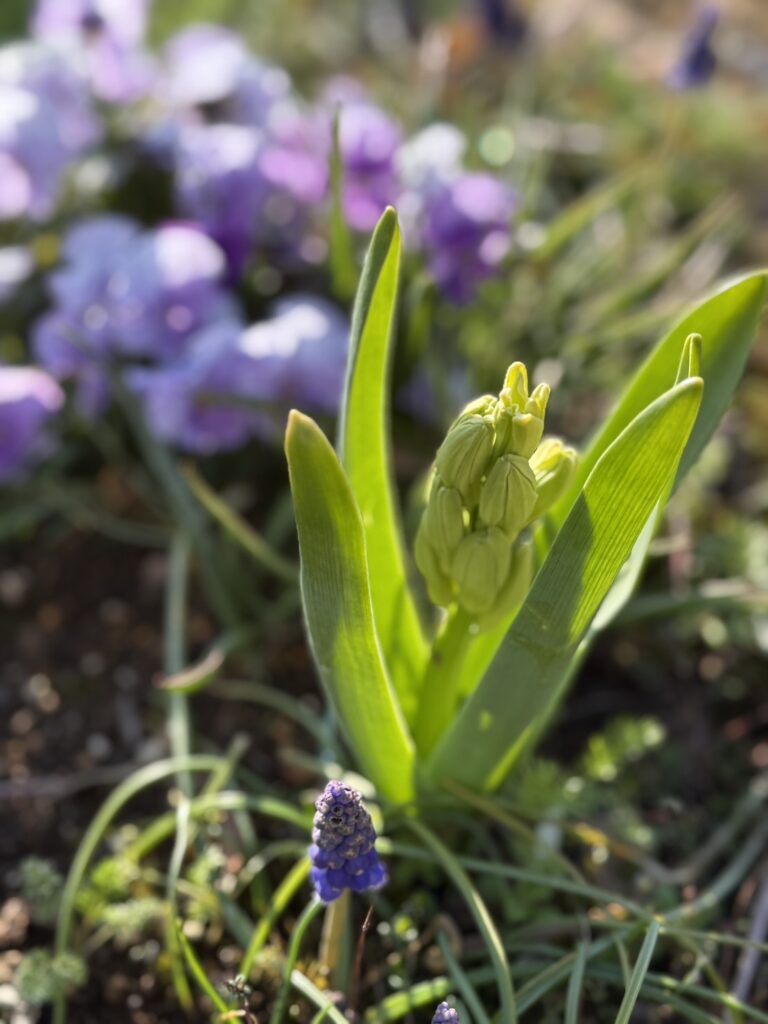 庭の土の中から伸びるヒヤシンスのつぼみと細長い緑の葉。手前には小さな紫色のムスカリが咲き、背景には紫の花がぼんやりと見える春の庭。