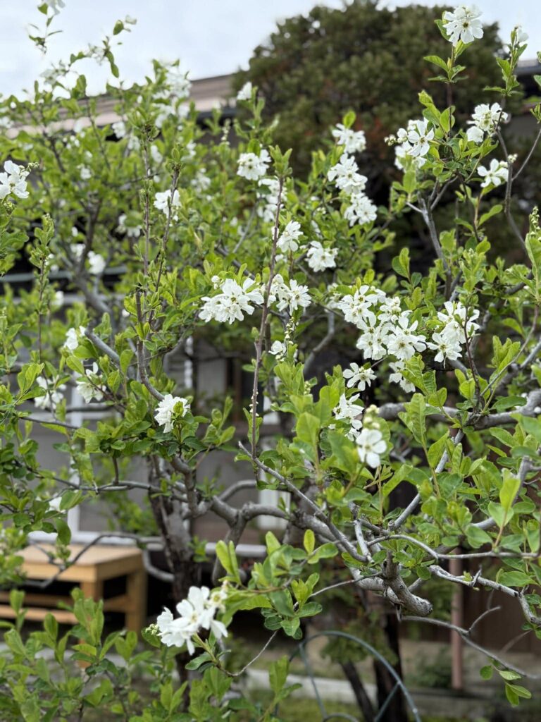 白い小さな花が咲く庭木が新緑の葉とともに広がる春の庭の風景