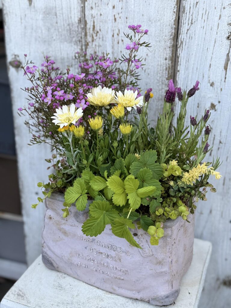 白い鉢に植えられた黄色や紫の花とグリーンが混ざる寄せ植えが木の壁の前に置かれている