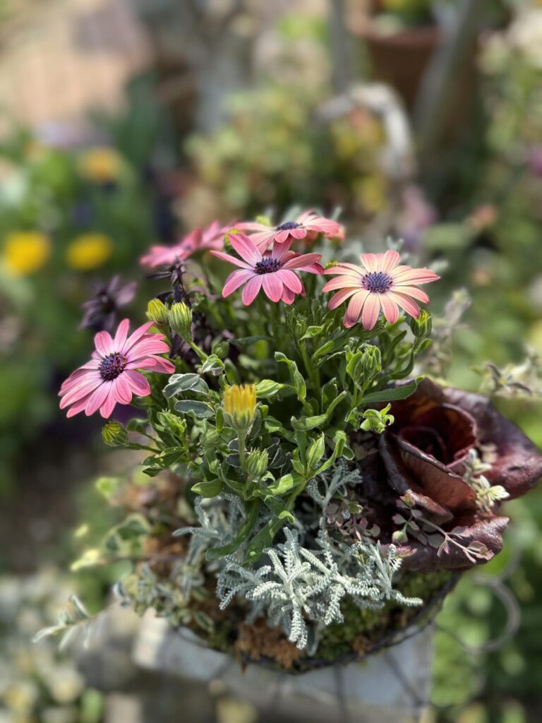 ピンク色の花を中心にグリーンやシルバーリーフが寄せ植えされた鉢植えのクローズアップ