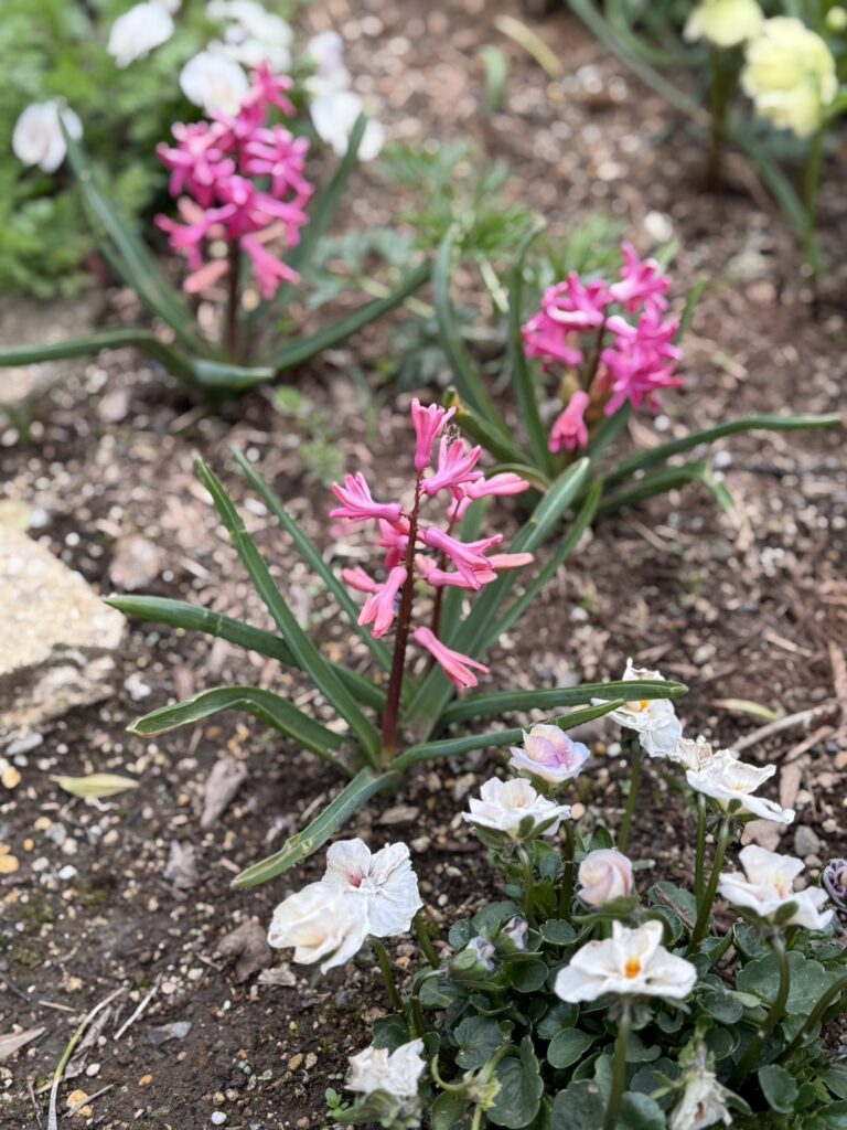 庭の花壇で咲くピンクのヒヤシンスと白いビオラ。土の花壇の中で球根植物と小さな花が並ぶ春の庭の風景。
