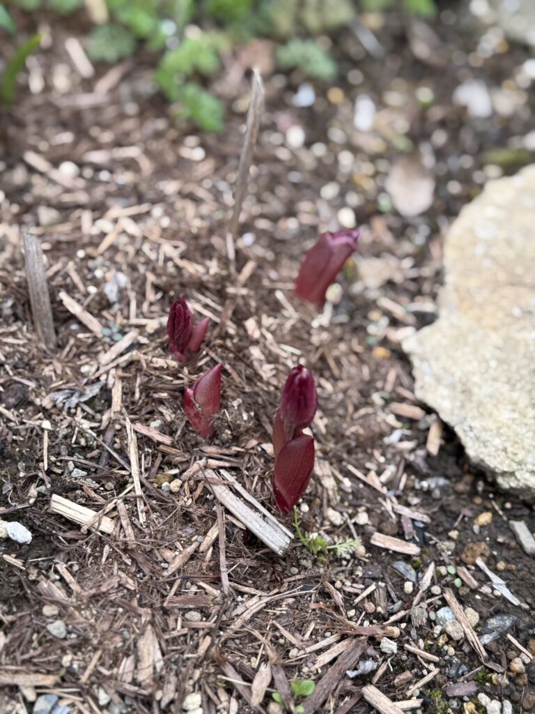庭の土から芽を出した赤いシャクヤクの新芽。木片マルチの中からいくつもの芽が顔を出す春の庭。