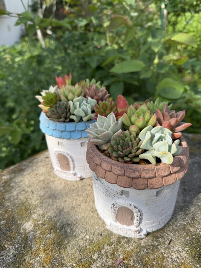 屋外のガーデンで白い鉢に寄せ植えされた多肉植物のクローズアップ