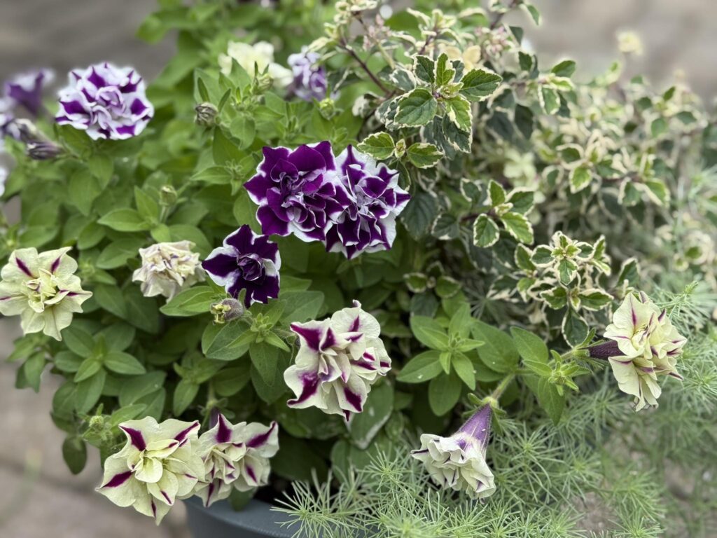 紫と白の八重咲きペチュニアと斑入り葉の植物が寄せ植えされたガーデン鉢のクローズアップ