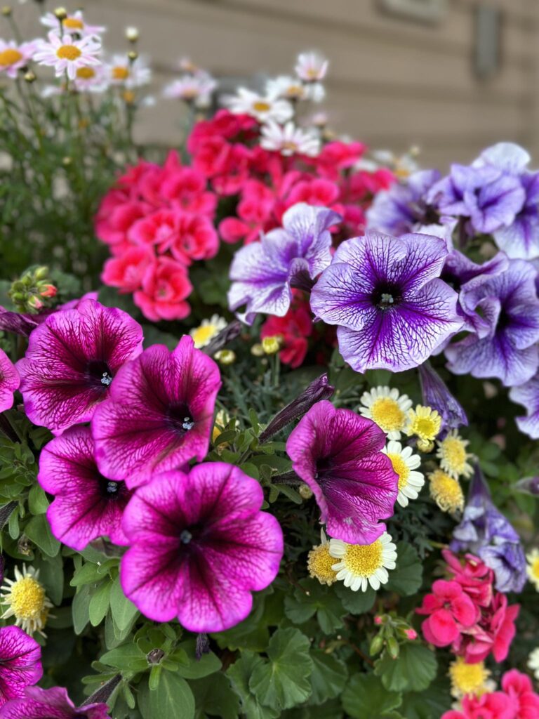 ピンクと紫のペチュニアと白い小花が華やかに咲く寄せ植えのクローズアップ