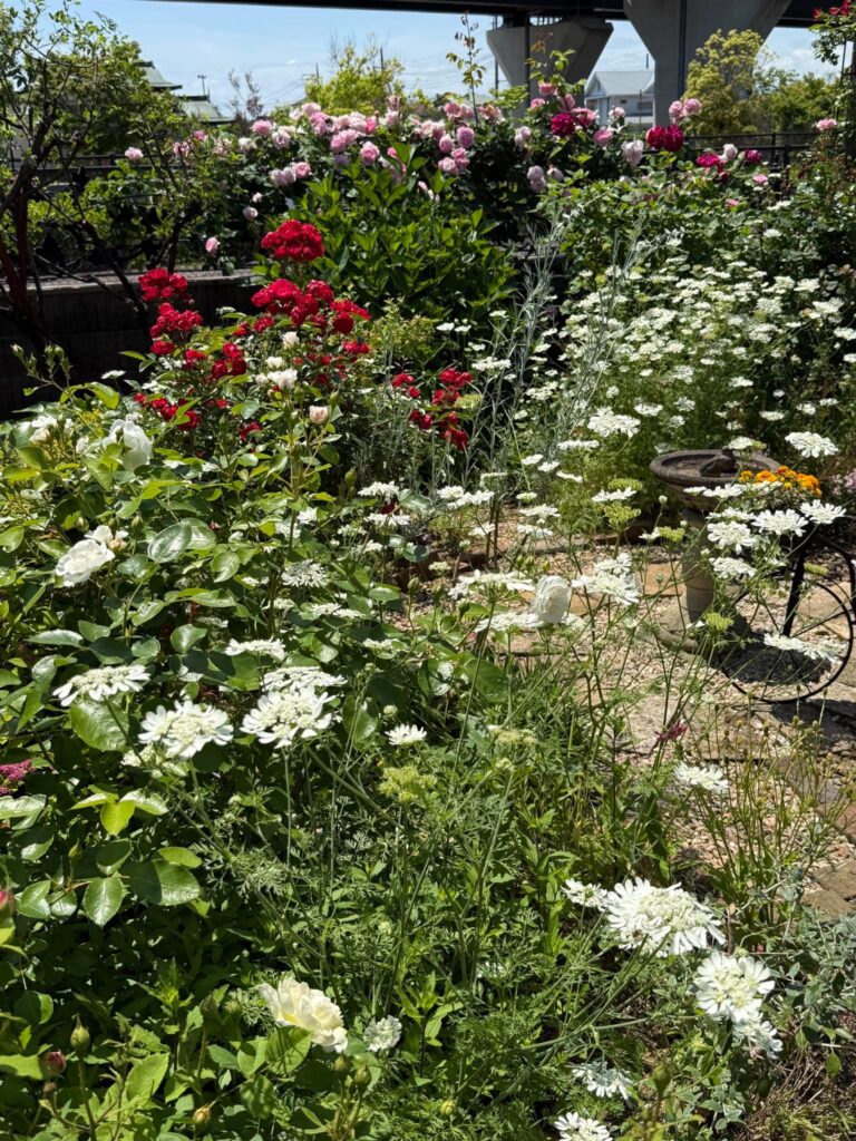 S Office Gardenの庭に咲く白い花と赤やピンクのバラ